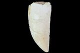 Serrated, Raptor Tooth - Very Large Specimen #87814-1